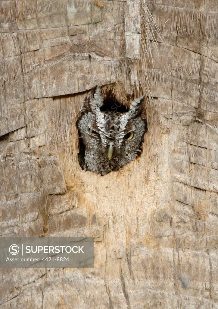 Eastern Screech-owl (Otus asio) adult, peering out from nesthole in tree trunk, McAllen, Texas, U.S.A. april