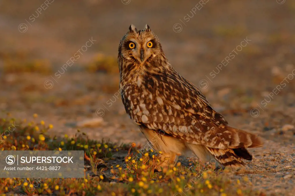 Short-eared Owl (Asio flammeus) adult, with 'ear tufts' raised, standing on ground, Lesvos, Greece, april