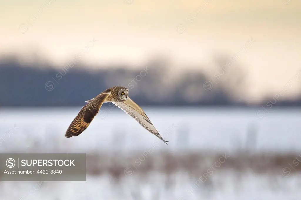 Short-eared Owl (Asio flammeus) adult, in flight over snow, North Lincolnshire, England, december