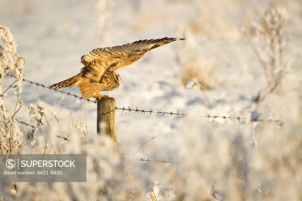 Short-eared Owl (Asio flammeus) adult, stretching wings, perched on fencepost in snow, North Lincolnshire, England, december