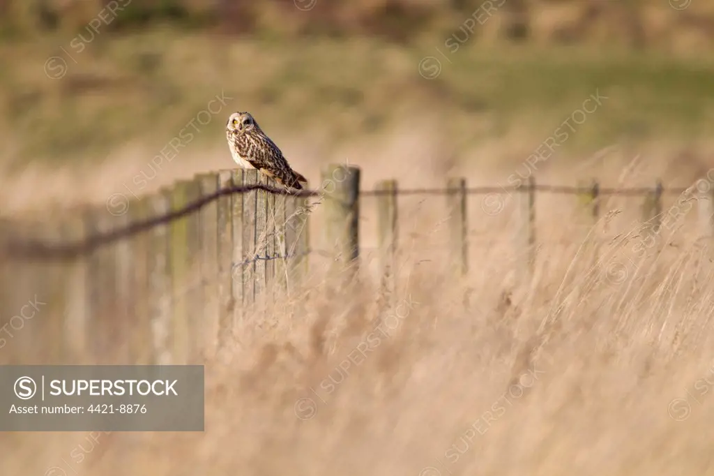Short-eared Owl (Asio flammeus) adult, perched on fence in grassland hunting habitat, Whitesands, near Dunbar, East Lothian, Scotland, february