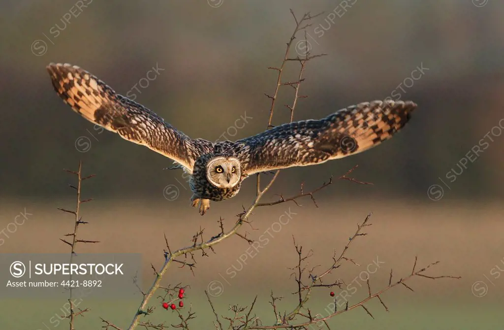 Short-eared Owl (Asio flammeus) adult, in flight, taking off from hawthorn, hunting over area of rough pasture, Leicestershire, England, january