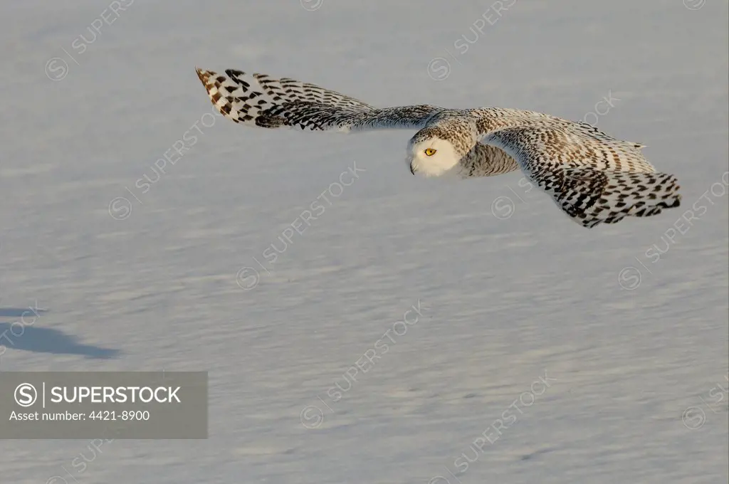 Snowy Owl (Nyctea scandiaca) adult female, in flight over snow, Quebec, Canada, winter