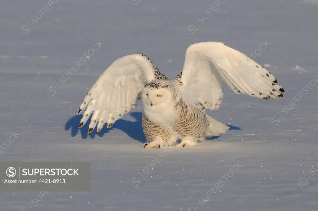 Snowy Owl (Nyctea scandiaca) adult female, walking on snow with wings spread, Quebec, Canada, winter