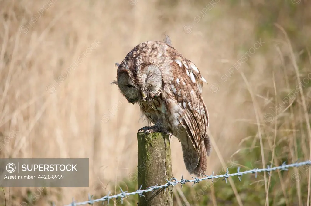 Tawny Owl (Strix aluco) adult, sick and possibly poisoned, perched on fencepost, England
