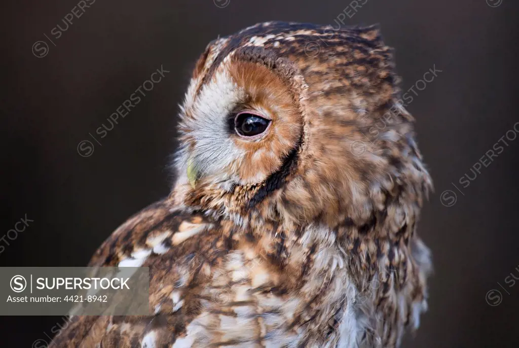 Tawny Owl (Strix aluco) adult, close-up of head, Gloucestershire, England, winter