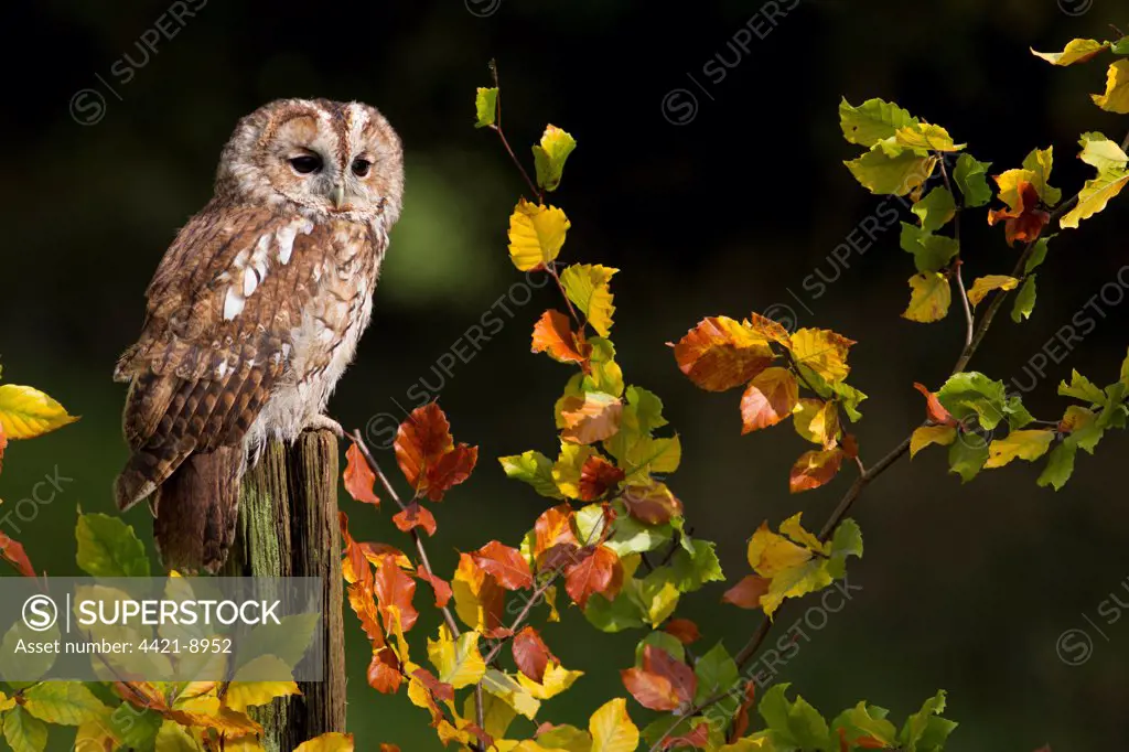 Tawny Owl (Strix aluco) adult, perched on post amongst autumn beech leaves, Peak District, Derbyshire, England, november (captive)