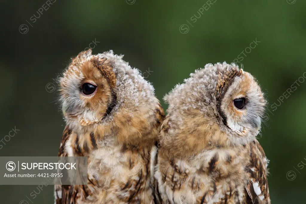 Tawny Owl (Strix aluco) two chicks, nearly fledged, close-up of heads, South Yorkshire, England, july