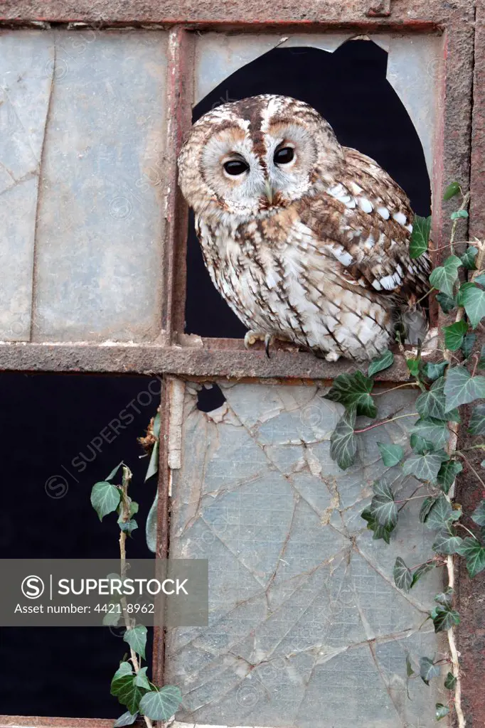 Tawny Owl (Strix aluco) adult, looking out from broken glass at window, Gloucestershire, England, january (captive)