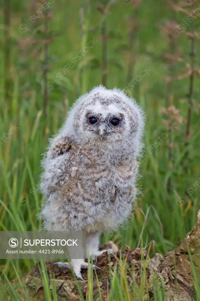 Tawny Owl (Strix aluco) chick, standing on stump, may (captive)
