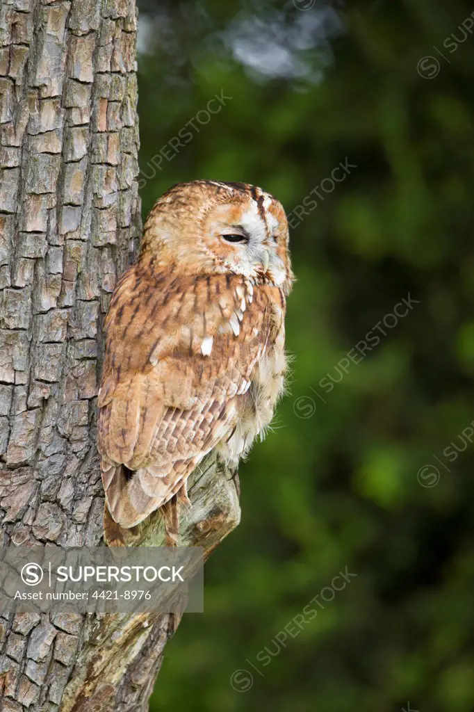 Tawny Owl (Strix aluco) adult, perched against tree trunk, England (captive)