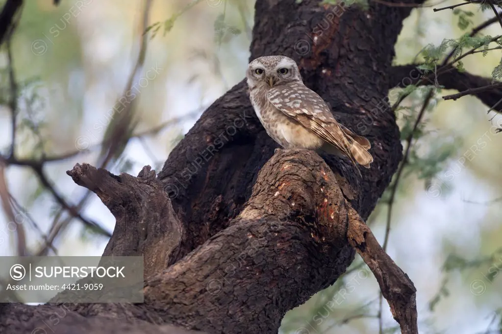 Spotted Owlet (Athene brama) adult, perched at hole in tree, Keoladeo Ghana N.P. (Bharatpur), Rajasthan, India