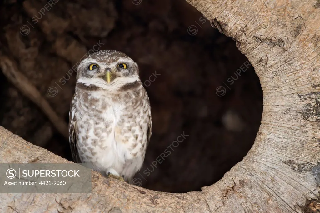 Spotted Owlet (Athene brama) adult, perched in tree hole, Kanha N.P., Madhya Pradesh, India