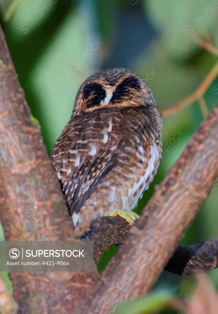 Collared Owlet (Glaucidium brodiei brodiei) adult, rear view of head showing false eye markings, perched in tree, Eaglenest Wildlife Sanctuary, Arunachal Pradesh, India, january