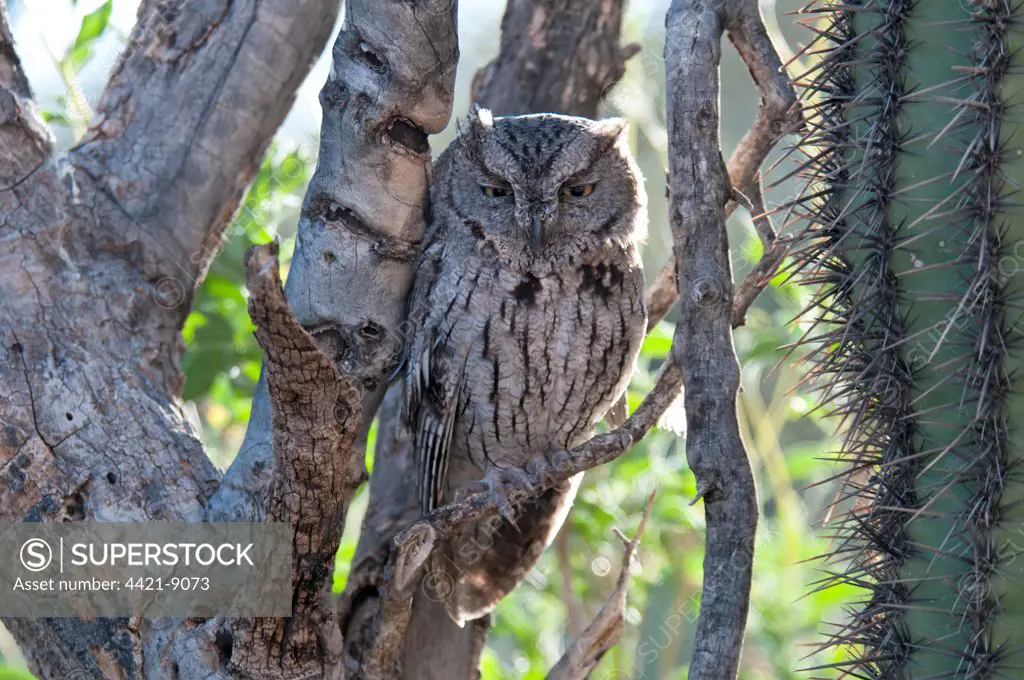 Western Screech-owl (Megascops kennicottii) adult, perched on branch, Sonoran Desert, Arizona, U.S.A.