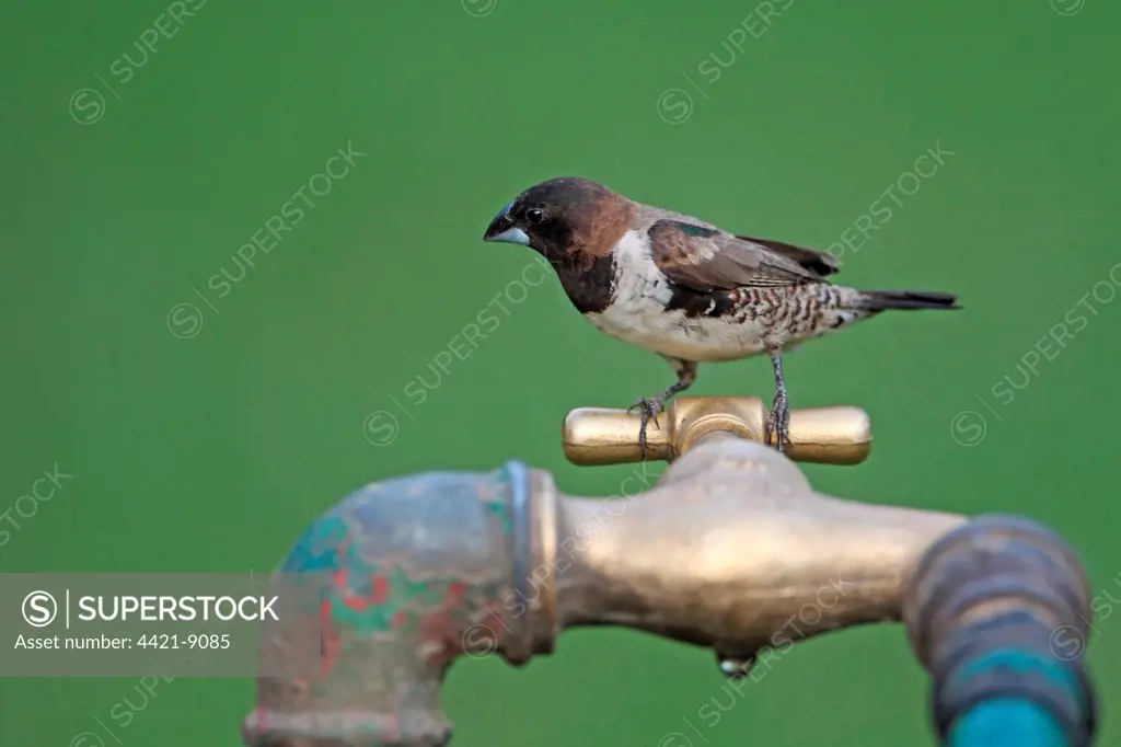 Bronze Munia (Lonchura cucullata) adult, perched on tap, Western Division, Gambia, march