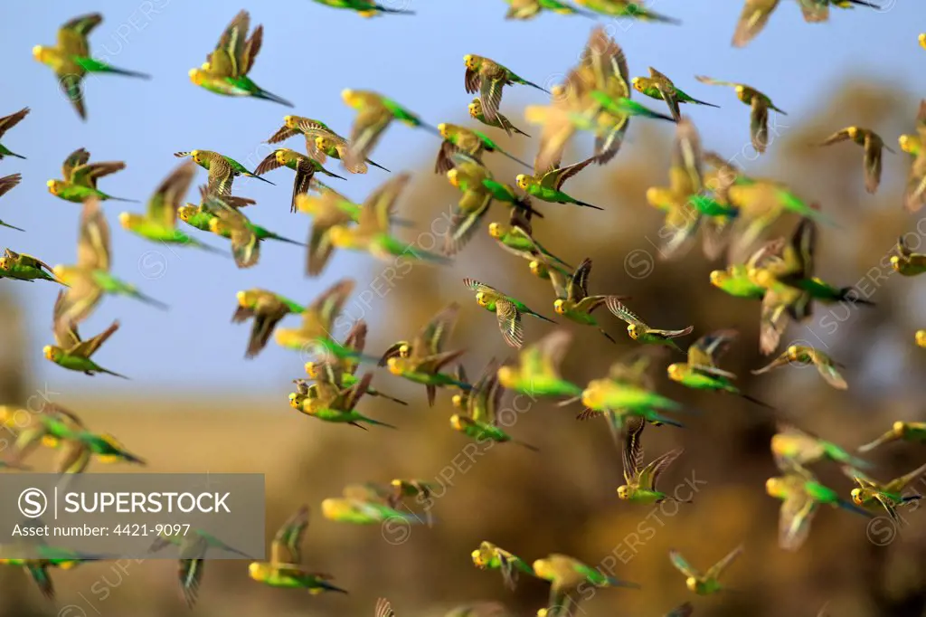Budgerigar (Melopsittacus undulatus) flock, in flight, Sturt N.P., New South Wales, Australia