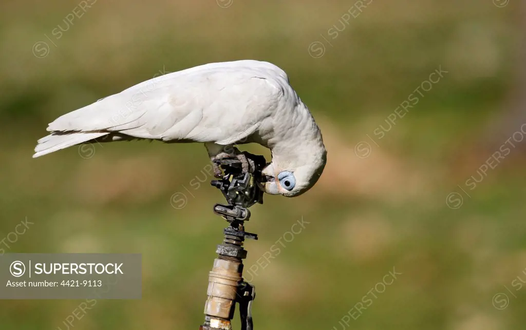 Little Corella (Cacatua sanguinea) adult, drinking from leaking tap at campsite, Northern Territory, Australia