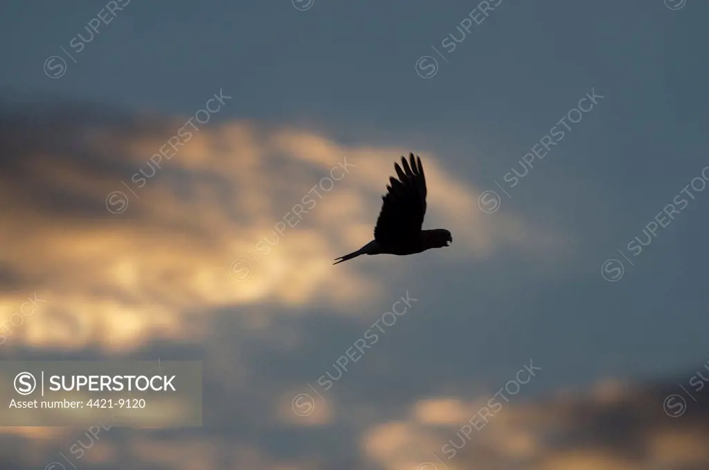 Galah (Eolophus roseicapillus) adult, in flight to roost, silhouetted at dusk, Queensland, Australia