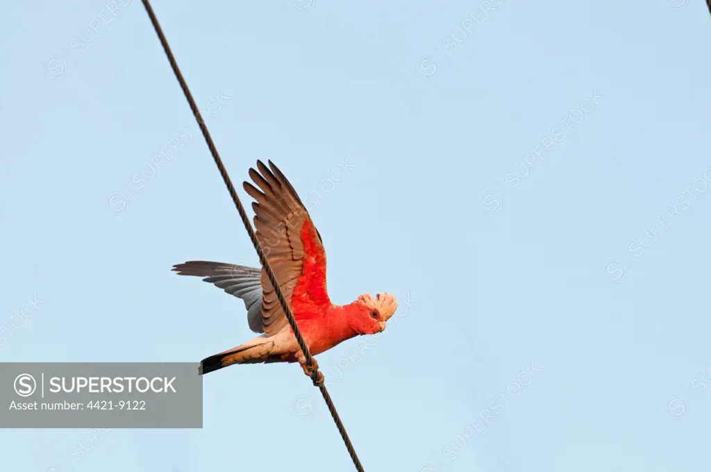 Galah (Eolophus roseicapillus) adult, with wings spread, perched on overhead wire, Queensland, Australia