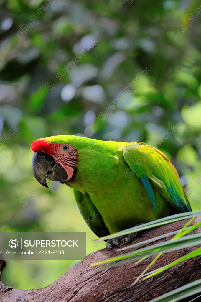 Military Macaw (Ara militaris) adult, perched on branch, Roatan, Honduras