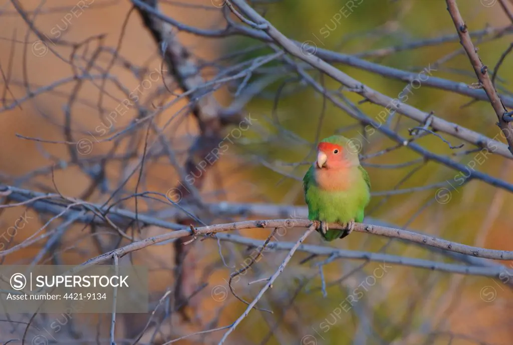 Rosy-faced Lovebird (Agapornis roseicollis) adult, perched on branch in desert, Erongo, Namibia