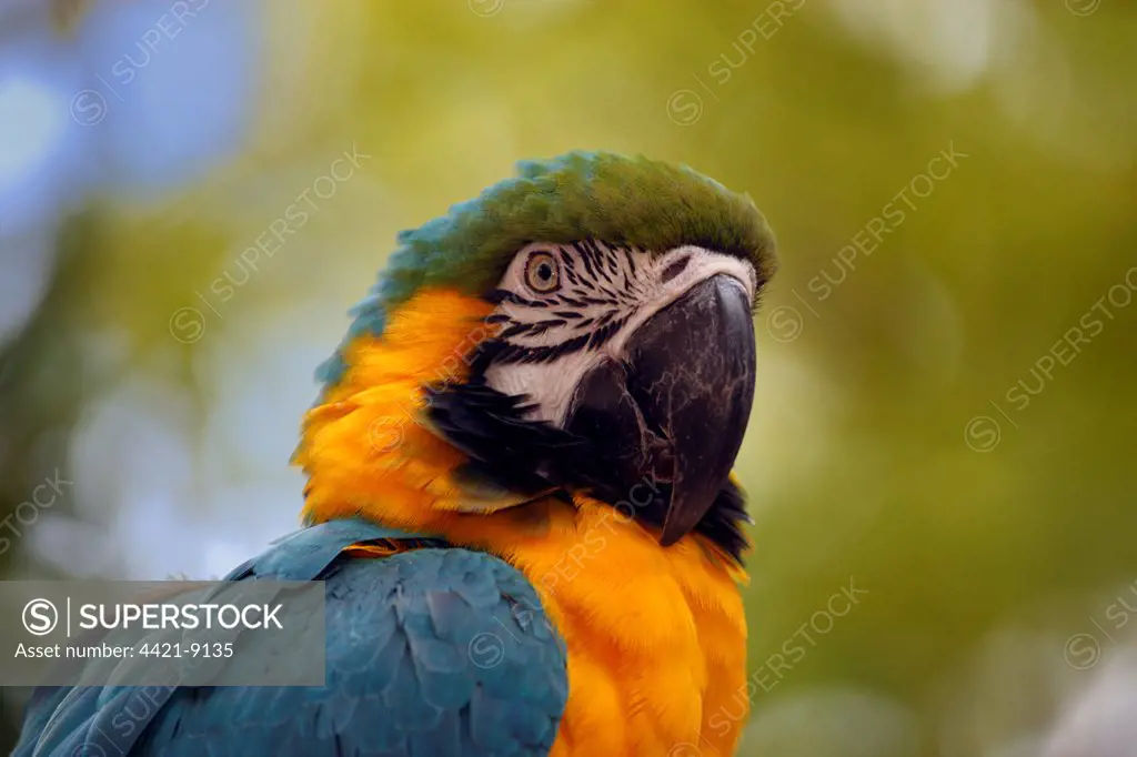 Blue-and-yellow Macaw (Ara ararauna) adult, close-up of head, captive
