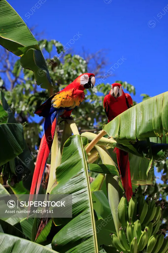 Scarlet Macaw (Ara macao) adult pair, perched in banana tree, Roatan, Honduras