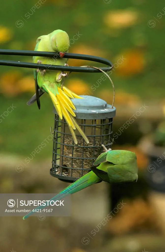Rose-ringed Parakeet (Psittacula krameri) introduced species, two adults, feeding on sunflower seed feeder in garden, England