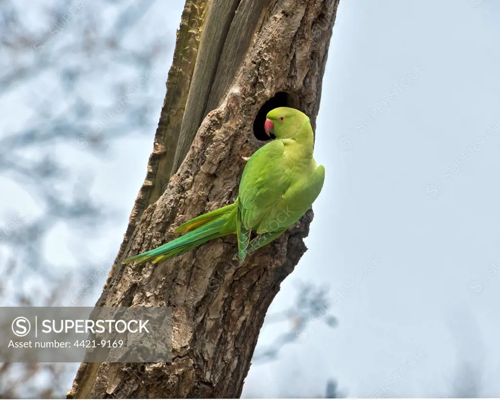 Rose-ringed Parakeet (Psittacula krameri) introduced species, adult female, at nesthole in tree trunk, England, april