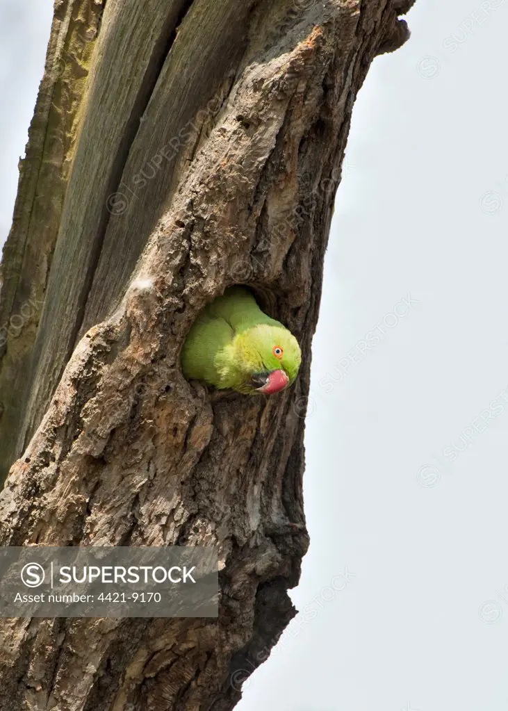 Rose-ringed Parakeet (Psittacula krameri) introduced species, adult female, at nesthole in tree trunk, England, april