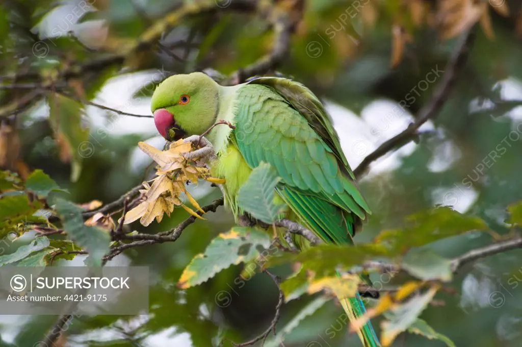 Rose-ringed Parakeet (Psittacula krameri) introduced species, adult female, feeding on seeds in tree, Richmond Park, London, England, october