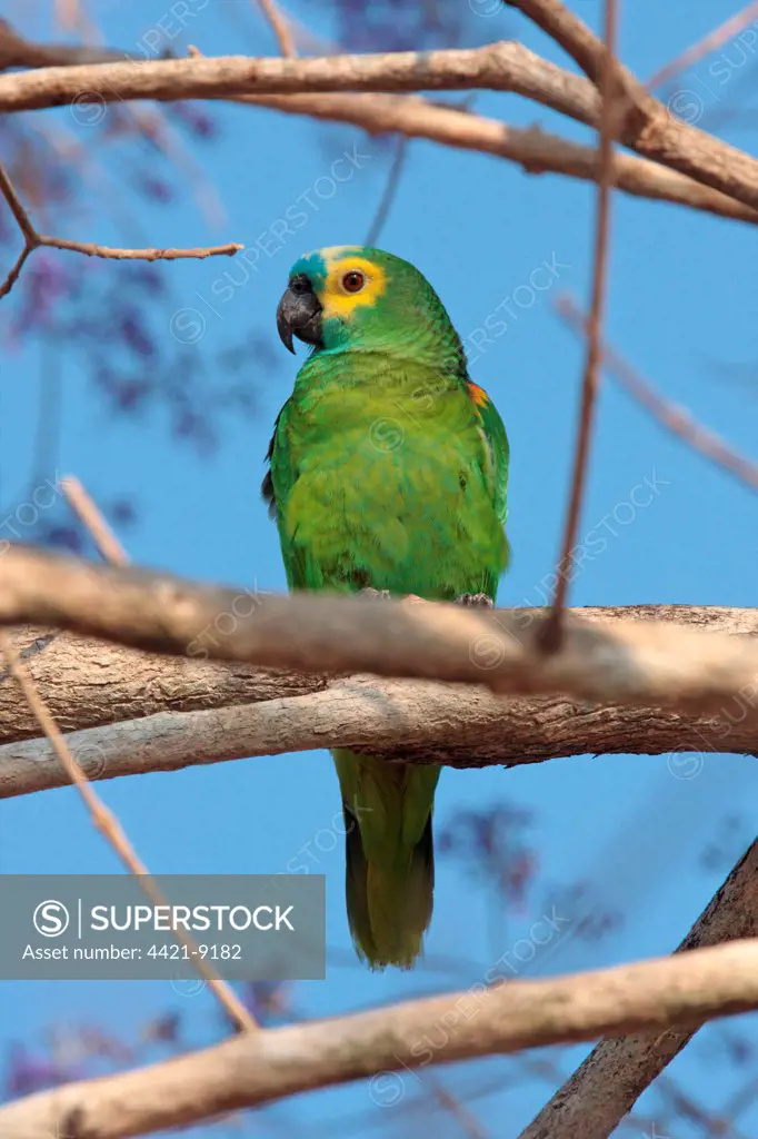 Blue-fronted Amazon Parrot (Amazona aestiva) adult male, perched on branch, Pouso Alegre, Mato Grosso, Brazil, september