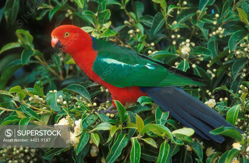 Australian King Parrot (Alisterus scapularis) adult male perched in bush, Australia
