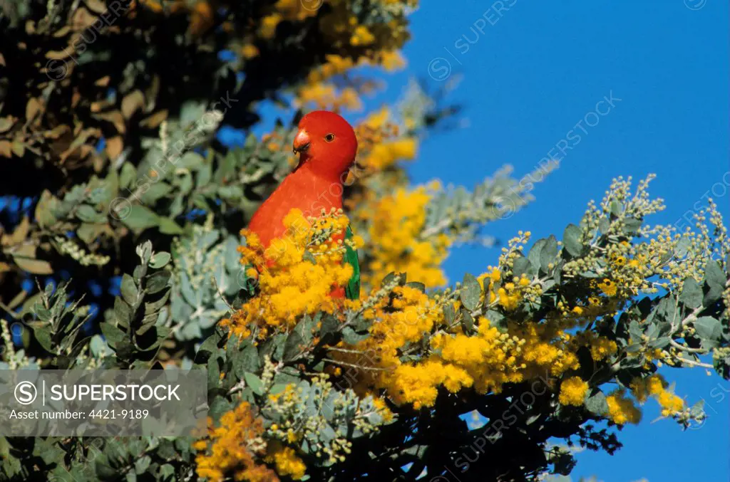 Australian King Parrot (Ailisterus scapularis) adult male, perched on bush with yellow flowers, Australia