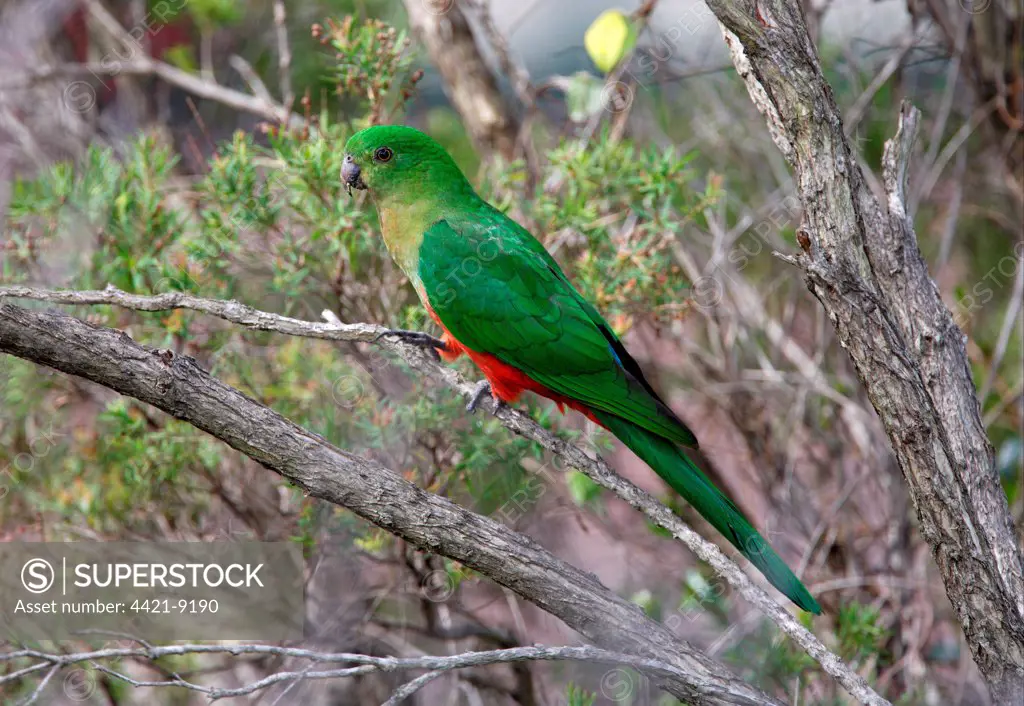 Australian King Parrot (Alisterus scapularis) adult female, perched in bush, Southeast Queensland, Australia, february