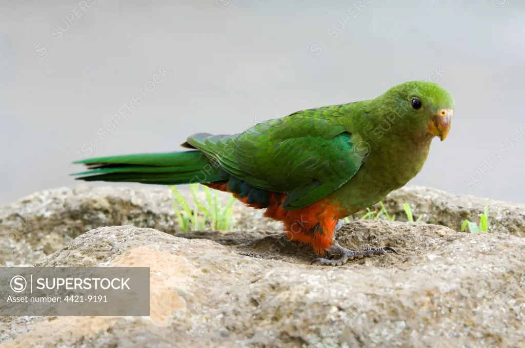 Australian King Parrot (Alisterus scapularis) adult female, perched on rock, Lamington N.P., Queensland, Australia