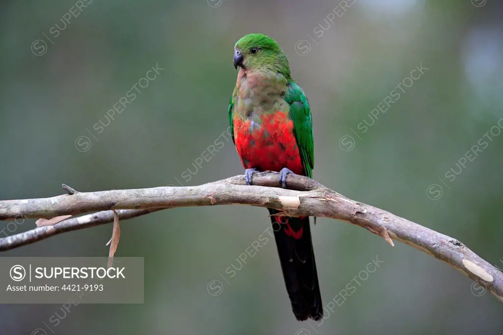 Australian King Parrot (Alisterus scapularis) immature, perched on branch, New South Wales, Australia