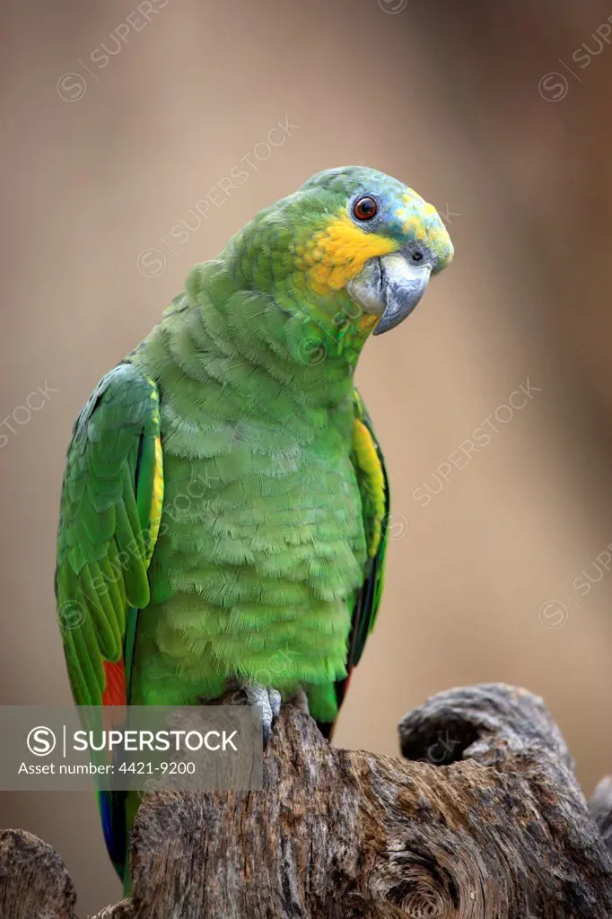 Orange-winged Amazon Parrot (Amazona amazonica) adult, perched on stump, captive