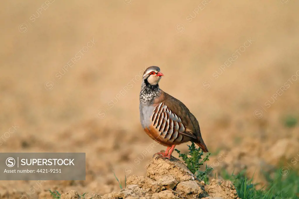 Red-legged Partridge (Alectoris rufa) adult, standing on clump of soil in field, Leicestershire, England, april