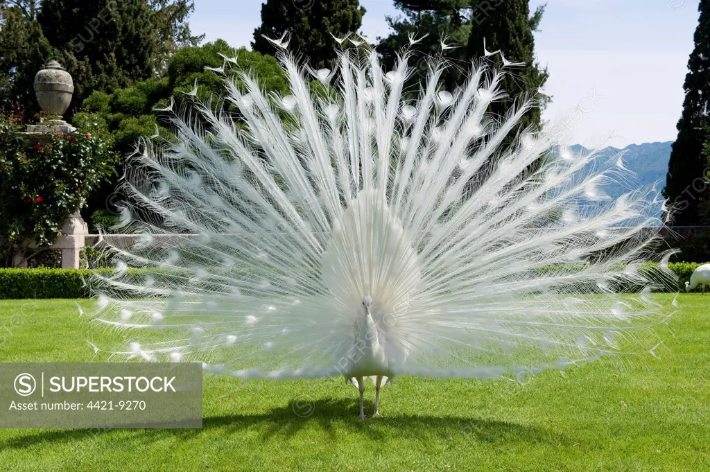 Indian Peafowl (Pavo cristatus) albino, adult male, displaying, on lawn of formal garden, Isola Bella, Lake Maggiore, Piedmont, Italy