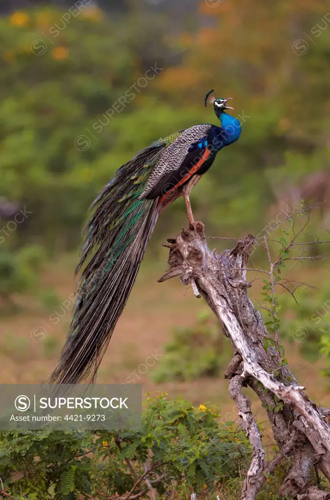 Indian Peafowl (Pavo cristatus) adult male, calling, perched on stump, Yala N.P., Sri Lanka