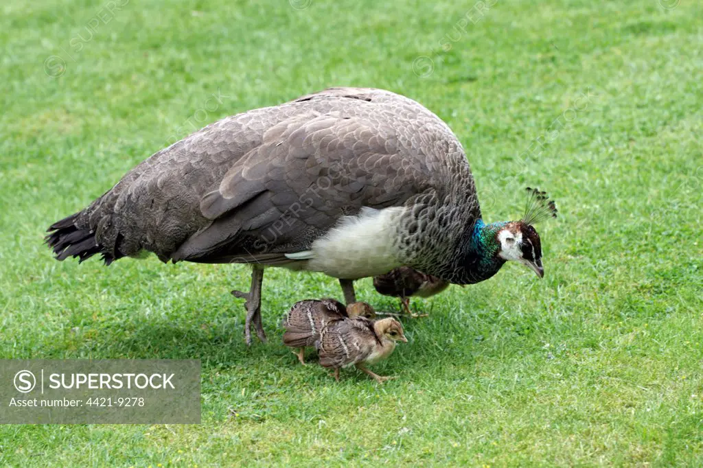 Indian Peafowl (Pavo cristatus) adult female with chicks, foraging on lawn, Thoresby Hall, Nottinghamshire, England, june