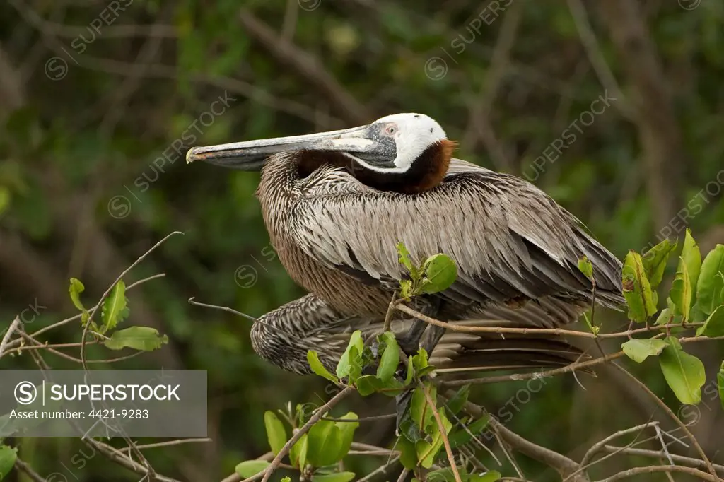 Brown Pelican (Pelecanus occidentalis) adult, perched on mangrove, Costa Rica, march