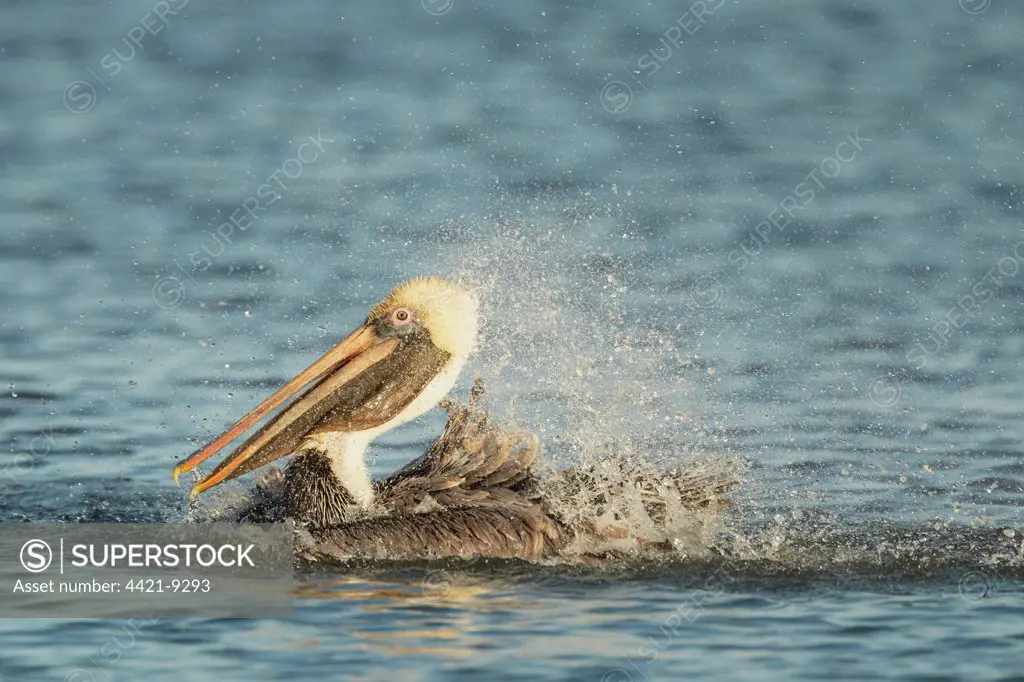 Brown Pelican (Pelecanus occidentalis) adult, non-breeding plumage, bathing, splashing water, Florida, U.S.A., February