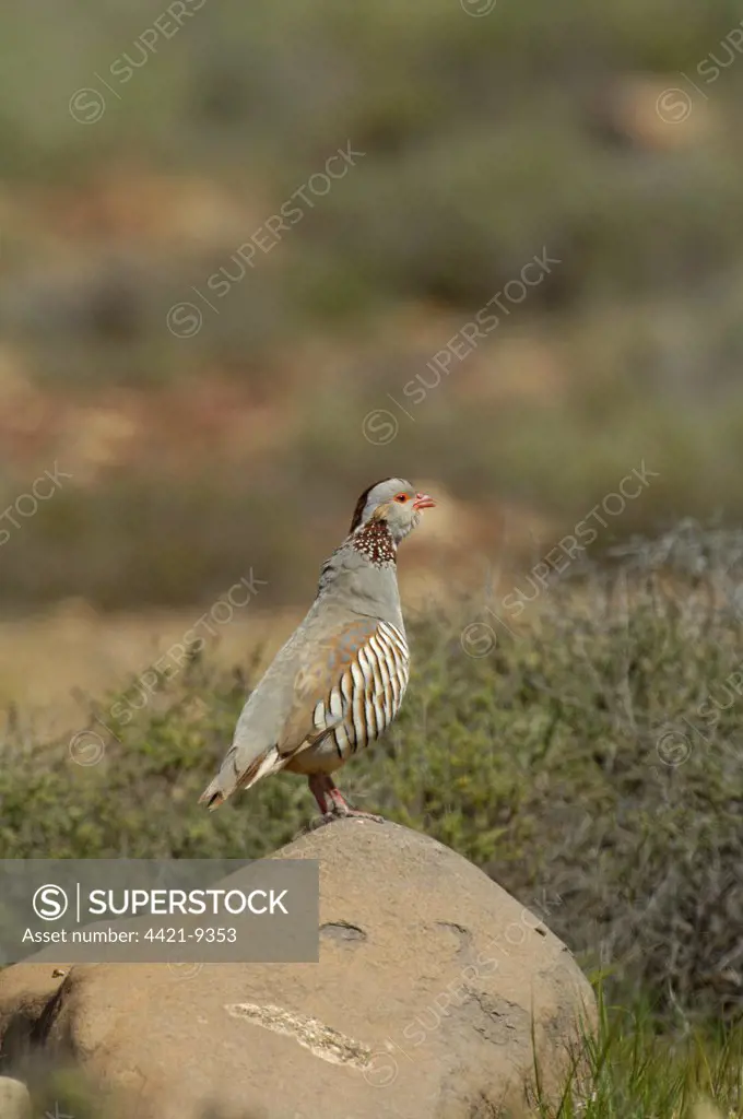 Barbary Partridge (Alectoris barbara) adult male, calling, standing on rock, Fuerteventura, Canary Islands, march
