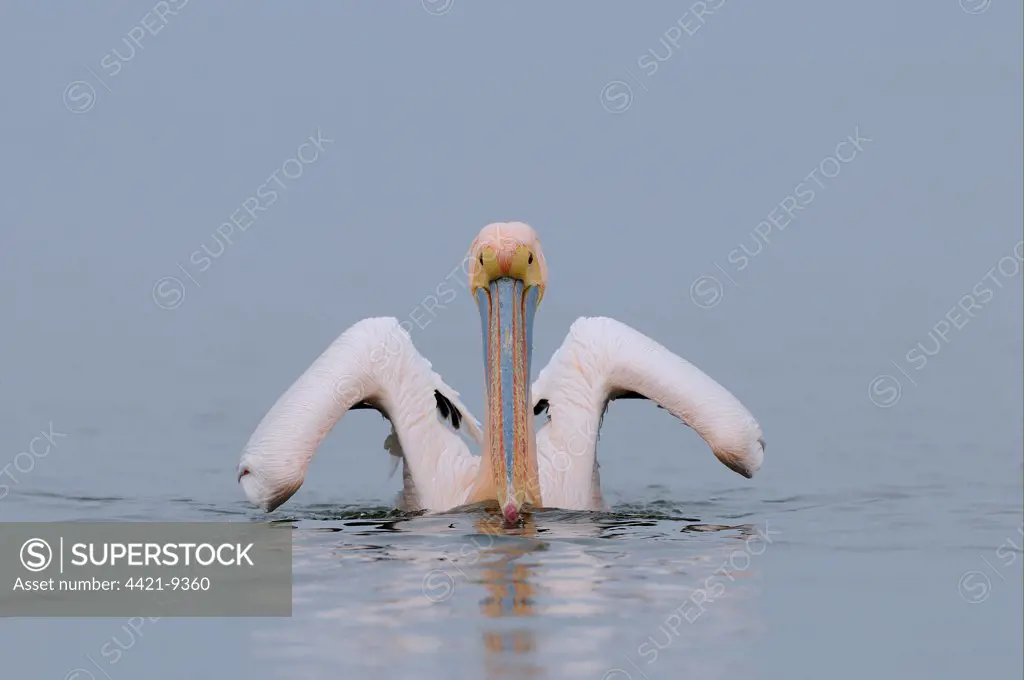 Great White Pelican (Pelecanus onocrotalus) adult, in breeding plumage, swimming, Lake Kerkini, Macedonia, Greece