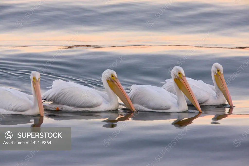 American White Pelican (Pelecanus erythrorhynchos) four adults, collective feeding on water at dusk, Bodega Bay, California, U.S.A.
