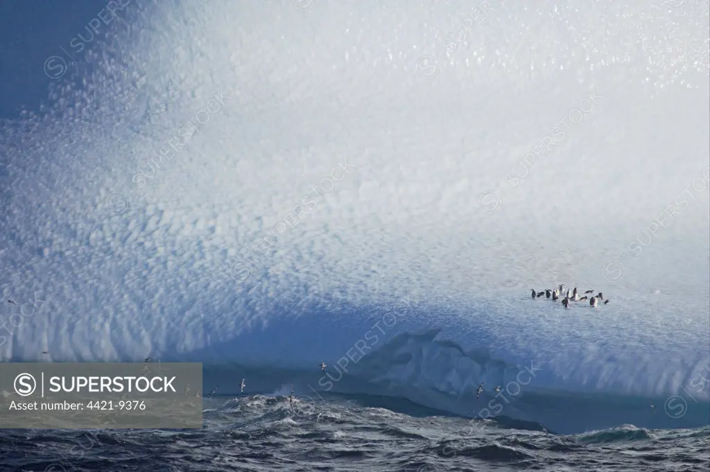 Chinstrap Penguin (Pygoscelis antarctica) adults, group on iceberg habitat, with Cape Petrel (Daption capense) flock, in flight over sea, South Orkney Islands, Antarctica