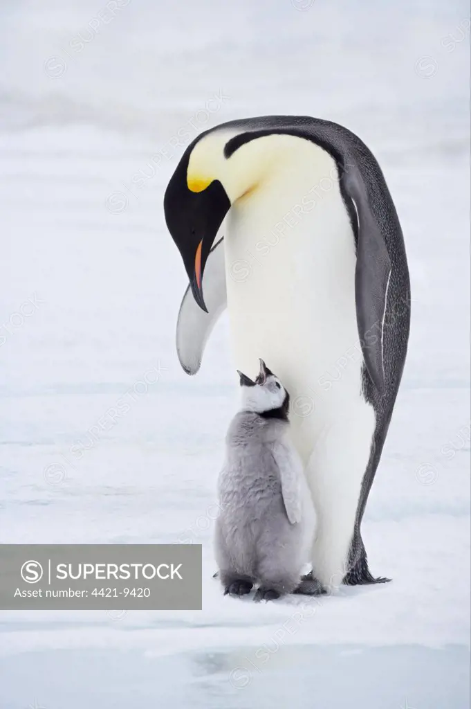 Emperor Penguin (Aptenodytes forsteri) adult with young chick, begging, standing on ice, Snow Hill Island, Weddell Sea, Antarctica